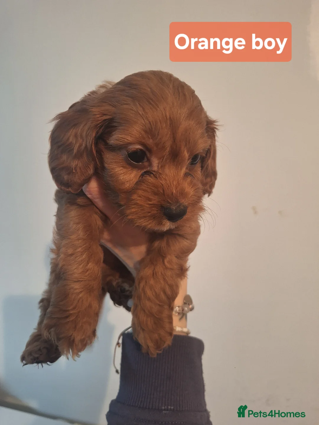 Cockapoo dogs for sale: Cockapoo puppies - Advert 4