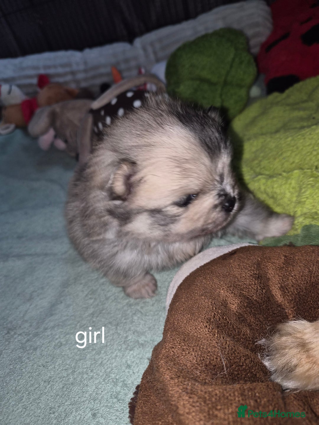 Pomeranian dogs for sale: Goergeos Pomeranian Puppy's💙❤️ - Advert 12