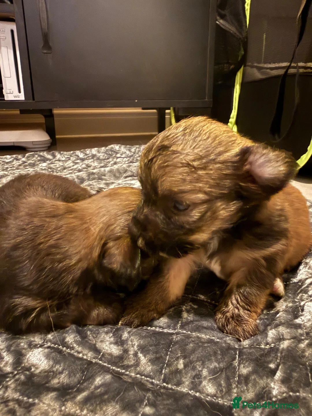 Mixed Breed dogs for sale: Chihuahua Jackapoo cross puppies in Abergele - Advert 1