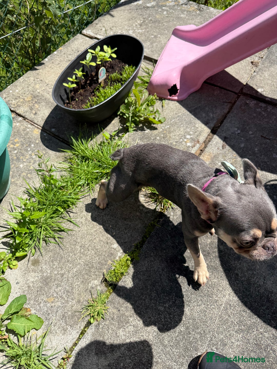 French Bulldog dogs for sale: Gorgeous French Bulldog year and a half old - Advert 5