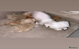 Maltipoo dogs for sale: F1 Maltipoos KC reg health tested parent - Image 6