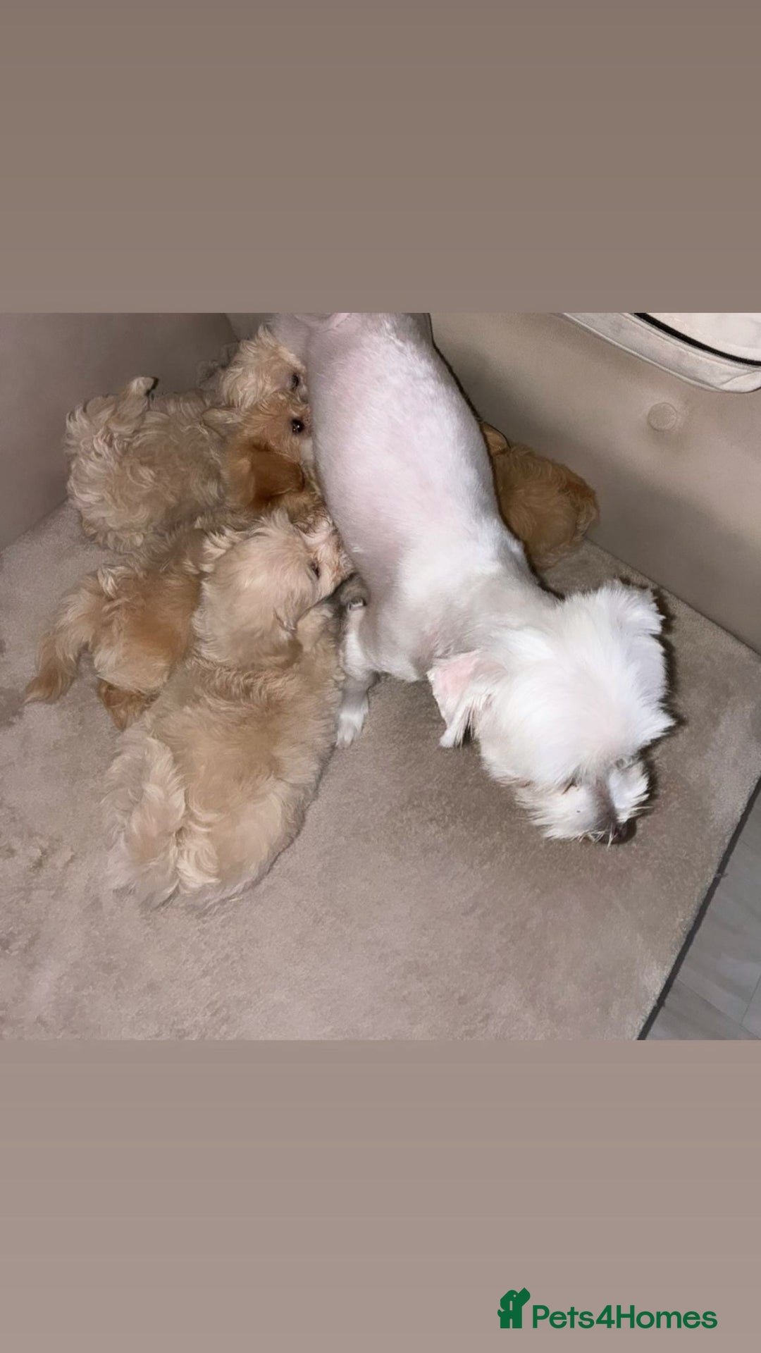 Maltipoo dogs for sale: F1 Maltipoos KC reg health tested parent - Image 6