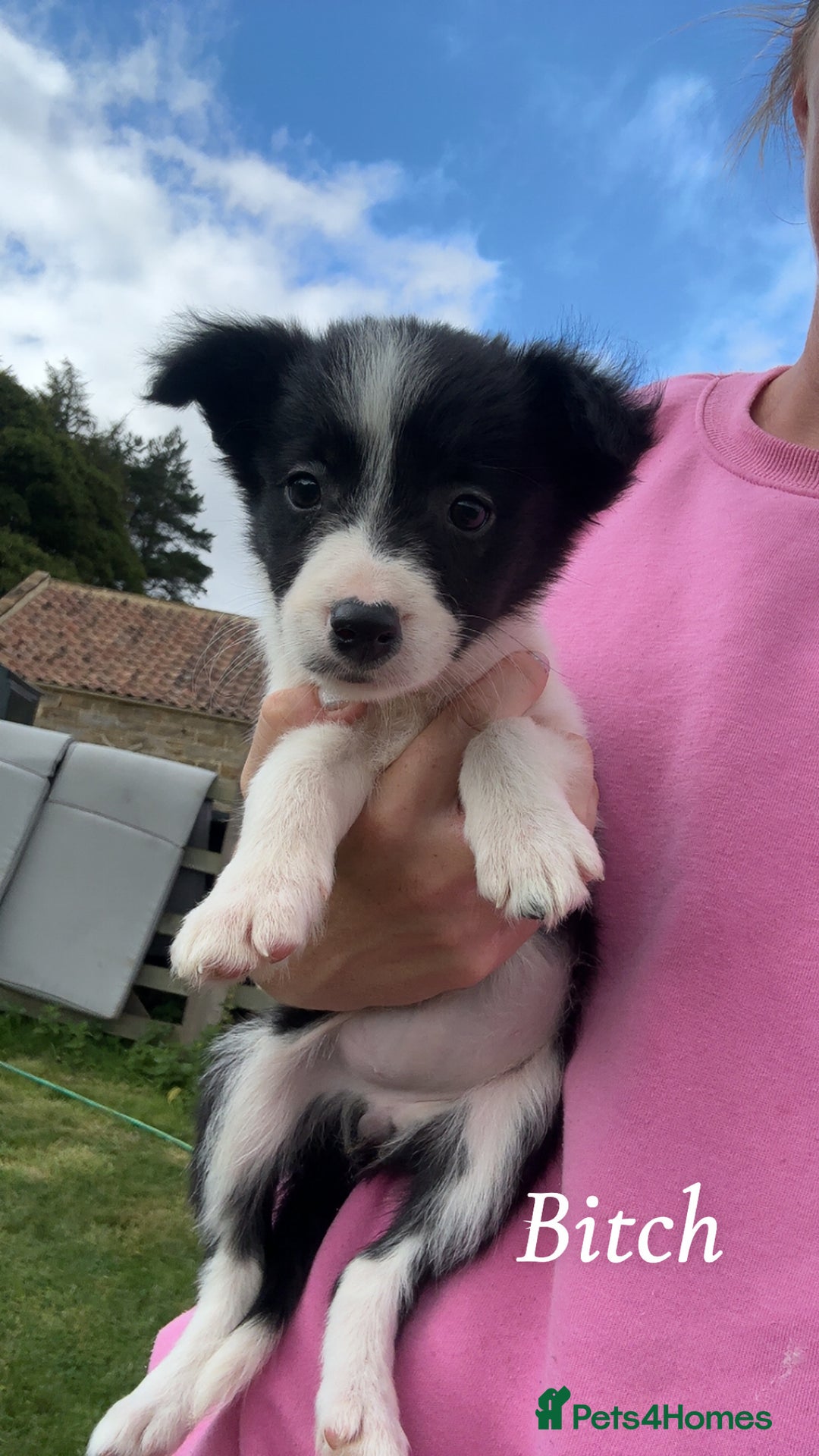 Border Collie dogs for sale: Border collie puppies ready now  - Image 14