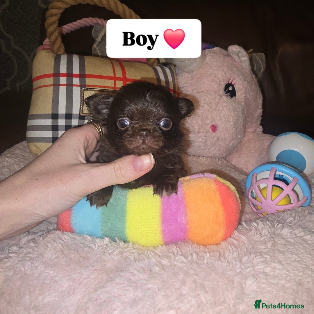 Chihuahua dogs for sale: XxQuality Chihuahua Chocolate Thai breeding pupsXx - Advert 20