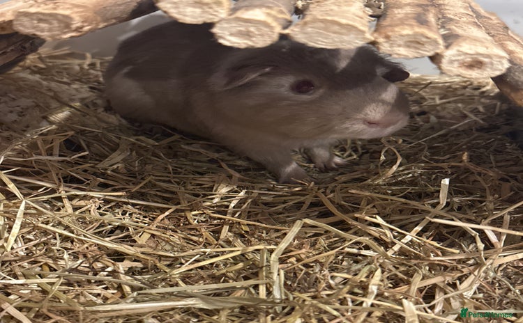 Guinea Pig rodents Male Guinea pig with set up  - Advert 3