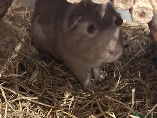 Guinea Pig rodents Male Guinea pig with set up - Advert 9