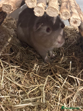 Guinea Pig rodents Male Guinea pig with set up - Advert 3