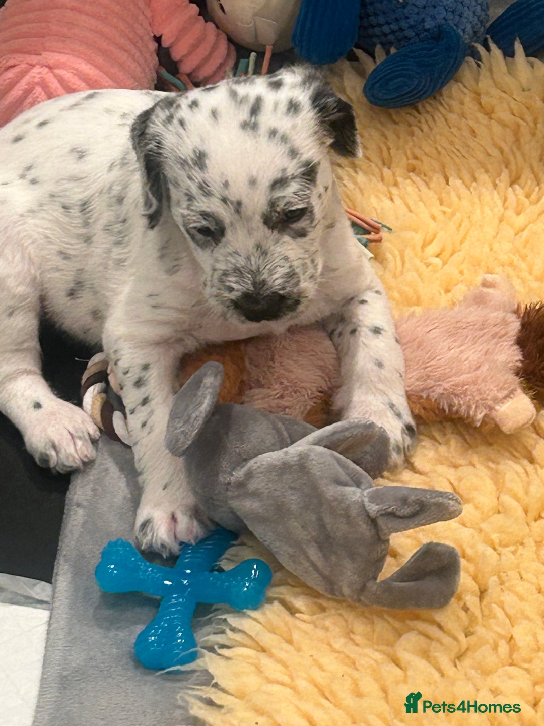 Mixed Breed dogs for sale: Rare Dalmadoodles - Image 17