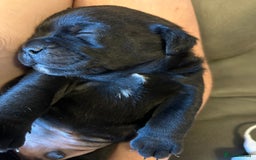 Mixed Breed dogs for sale: Pug cross - Image 2