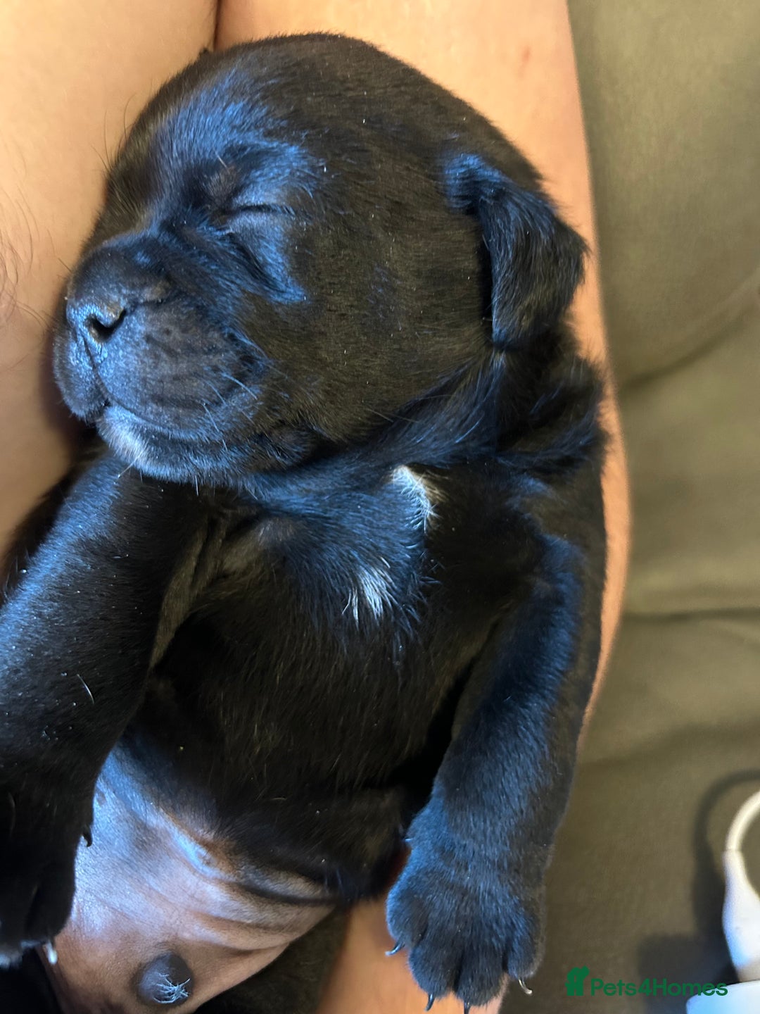 Mixed Breed dogs for sale: Pug cross - Image 2