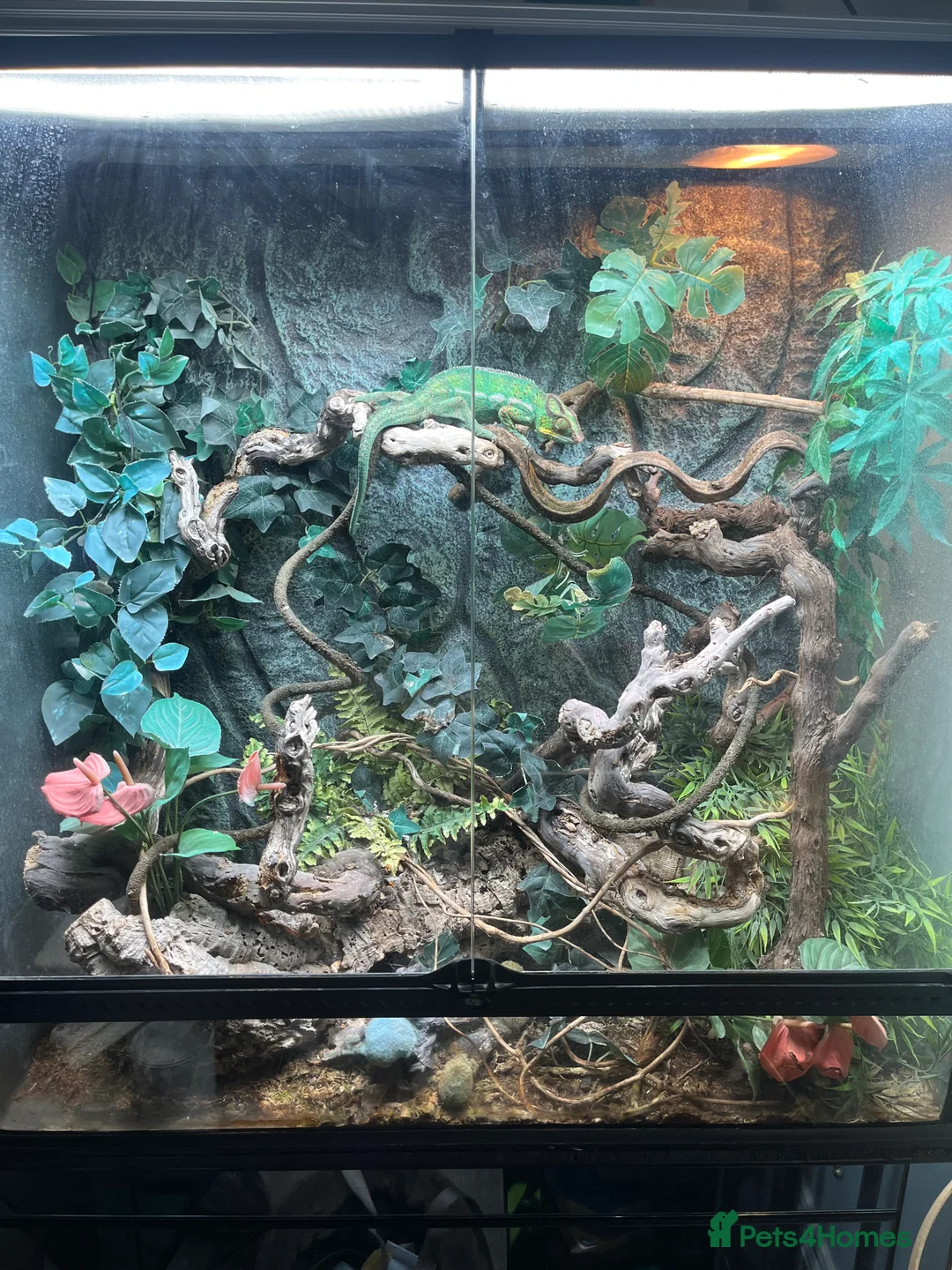 Chameleon reptiles for sale: Super Tame Panther Chameleon - Nosy Be - Advert 3