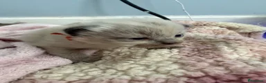 Ragdoll 2