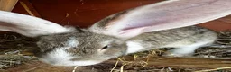 Continental Giant rabbits for sale: Continental Rabbits in Highbridge - Advert 10