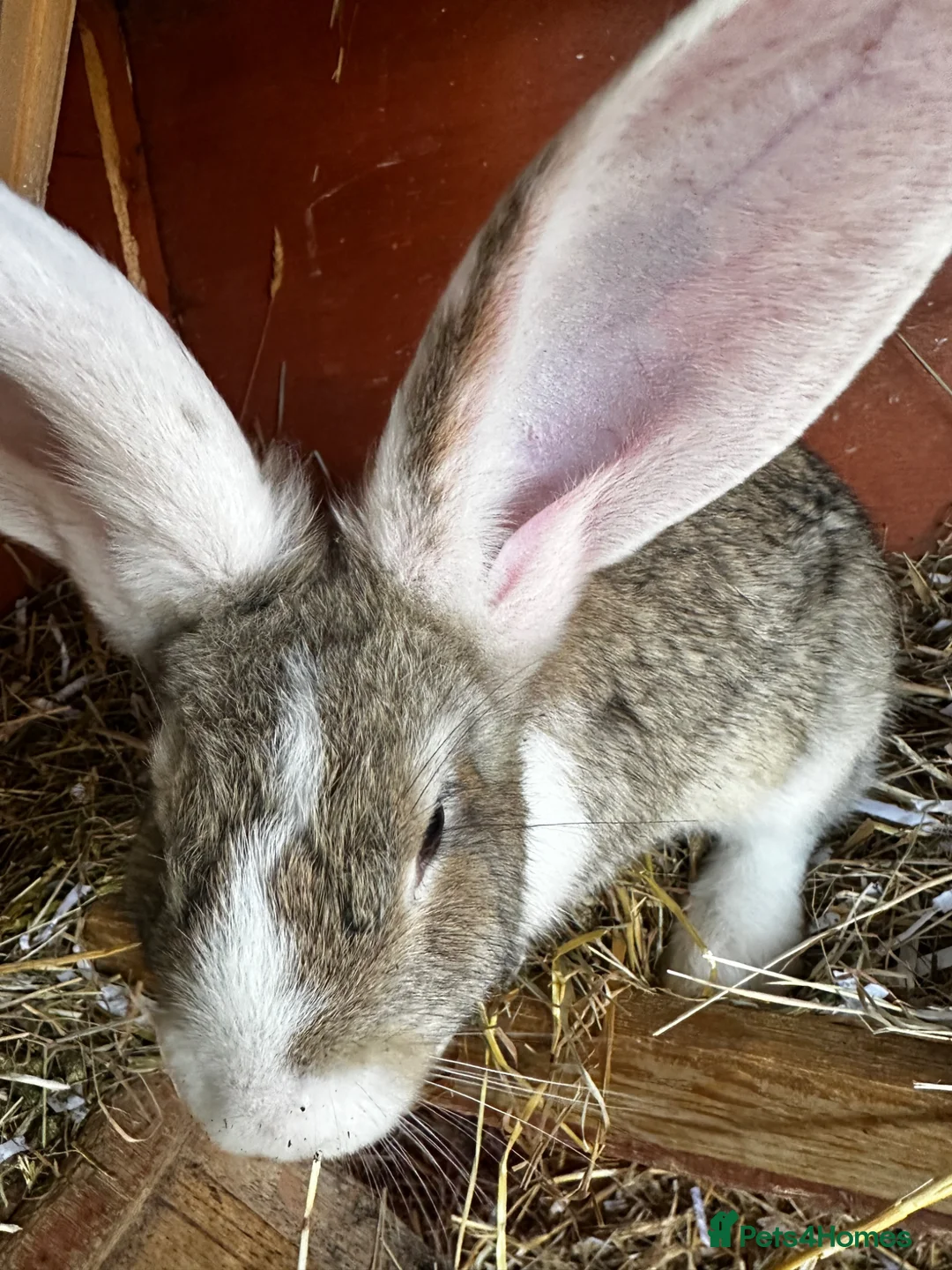 Continental Giant rabbits for sale: Continental Rabbits in Highbridge - Advert 10