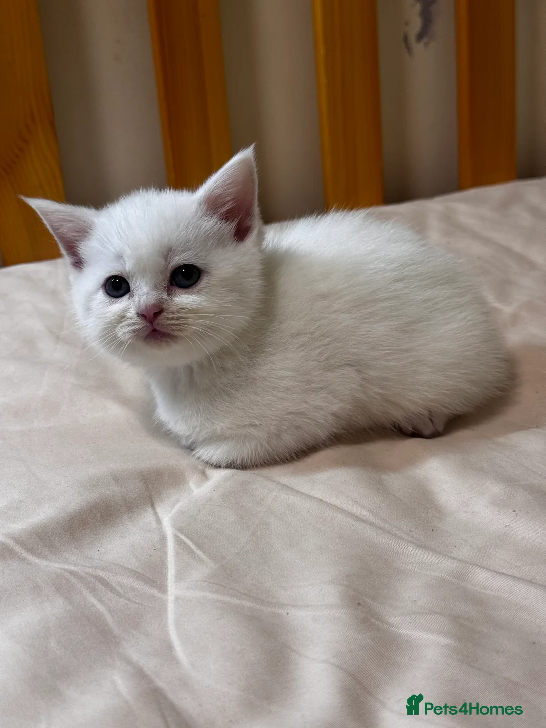 Scottish Fold cats for sale: Scottish Fold & Straight kittens  - Advert 1