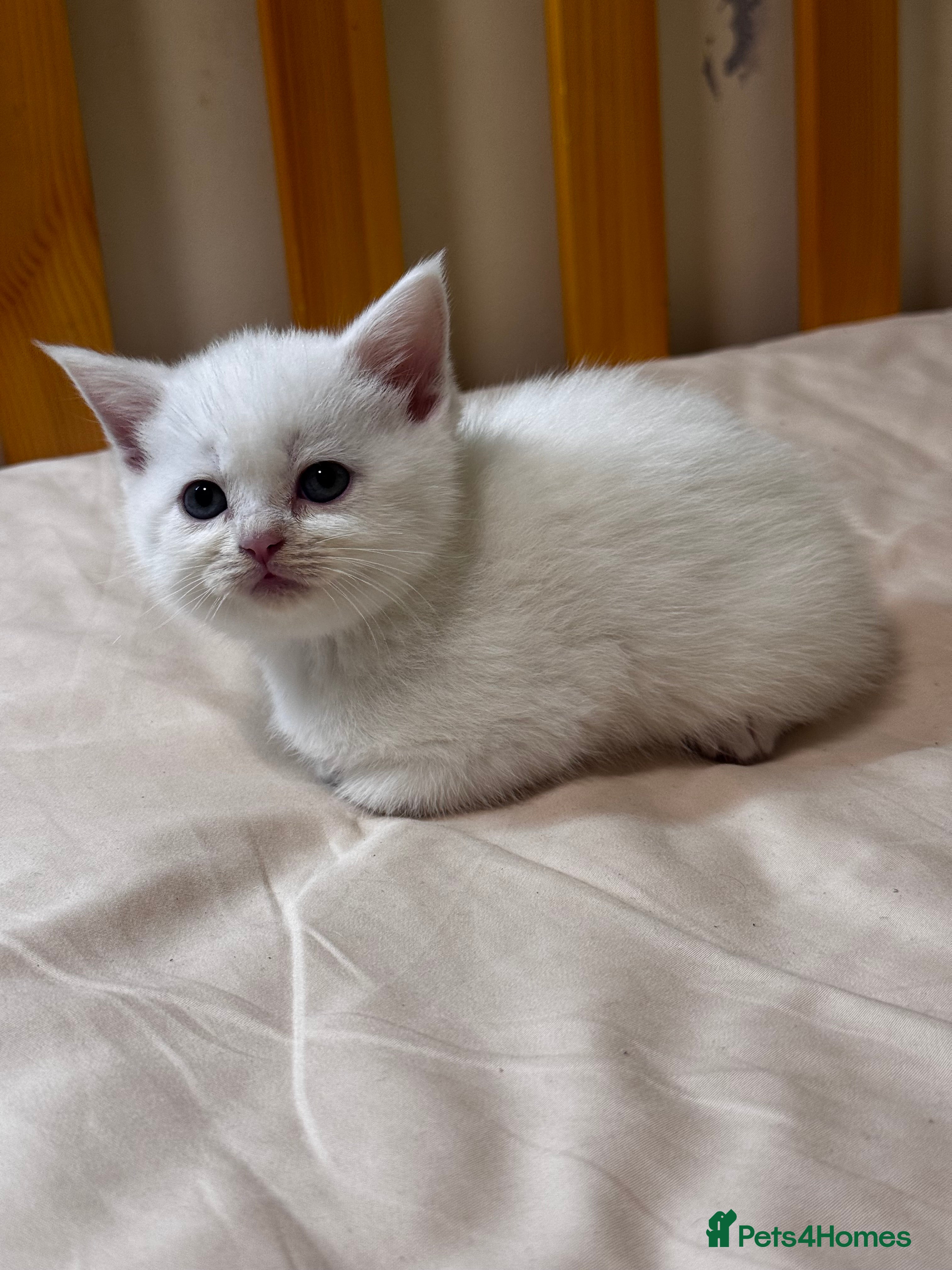 Scottish Fold cats Scottish Fold & Straight kittens - Advert 18