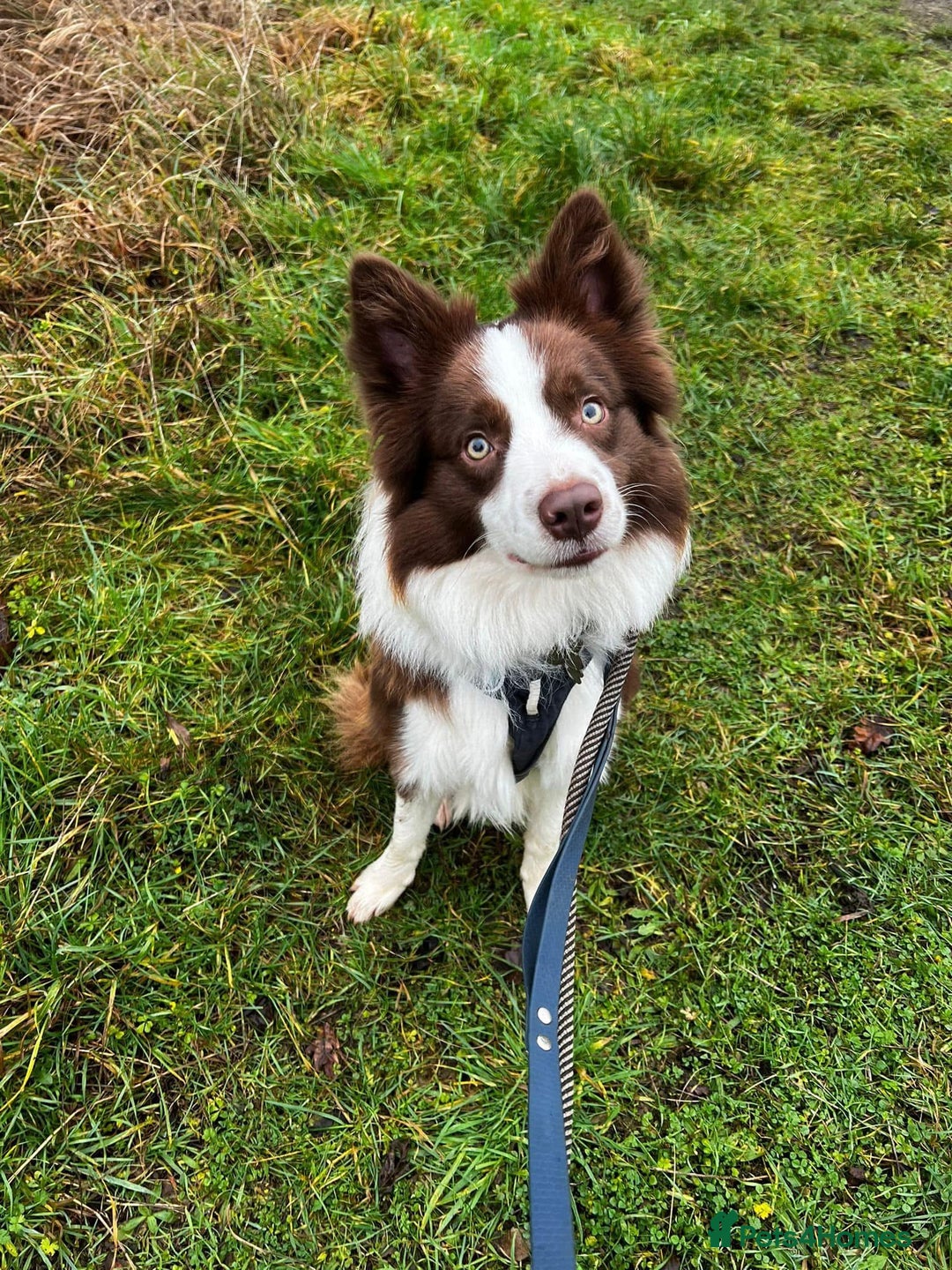 Border Collie dogs for stud: Kajtek Red-white border collie looking for a lady! - Image 1