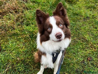 Border Collie dogs - Advert 11