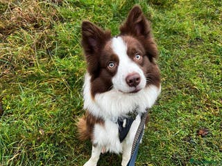 Border Collie dogs Kajtek Red-white border collie FOR STUD - Advert 2