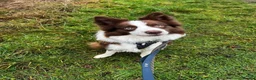 Border Collie dogs for stud: Kajtek Red-white border collie FOR STUD - Advert 1