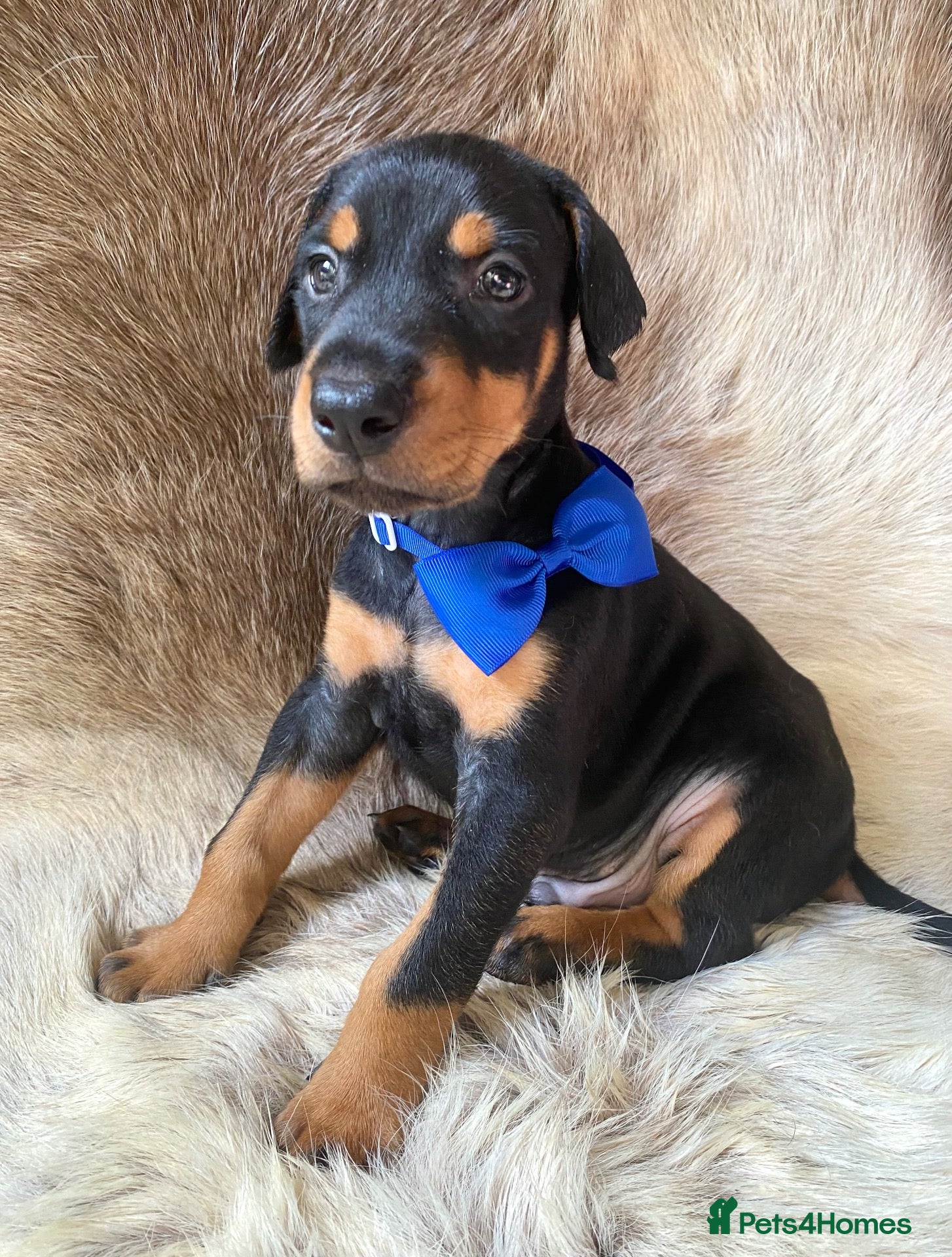 Dobermann dogs KC REGISTERED DOBERMAN PUPS - Advert 1