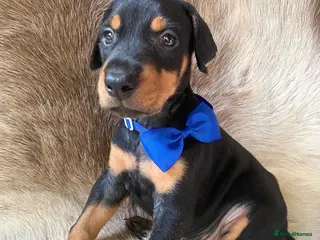 Dobermann dogs KC REGISTERED DOBERMAN PUPS - Advert 1