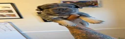 French Bulldog dogs for sale: Stunning Fluffy frenchies  - Advert 6