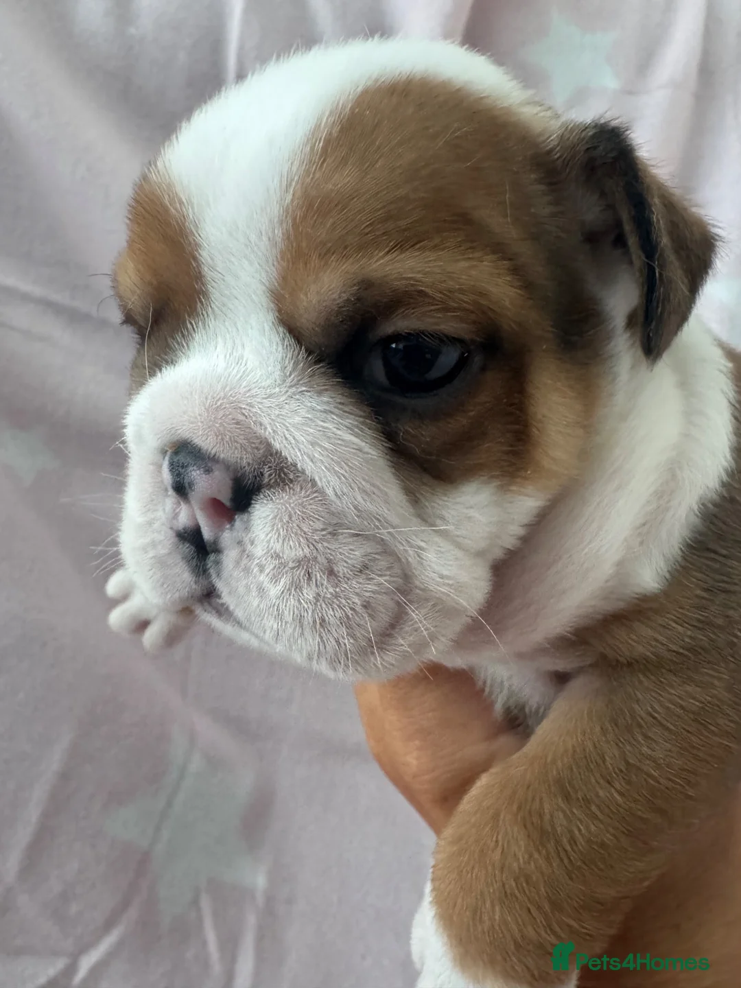 English Bulldog dogs for sale: Red/White KC Reg Female English Bulldog Puppy - Advert 2