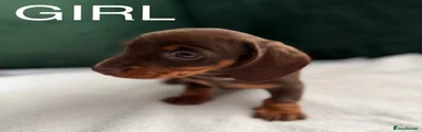 Dachshund Puppy 5