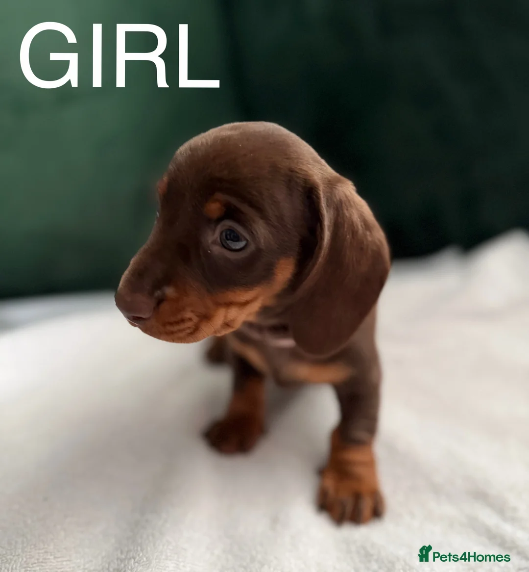 Dachshund dogs for sale: Beautiful miniature Dachshund puppies - Advert 6