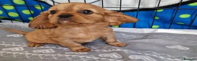 Cavalier King Charles Spaniel 2