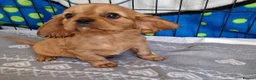 Cavalier King Charles Spaniel dogs for sale: Healthy & House-Trained Cavalier King Charles  in Brighton - Advert 14