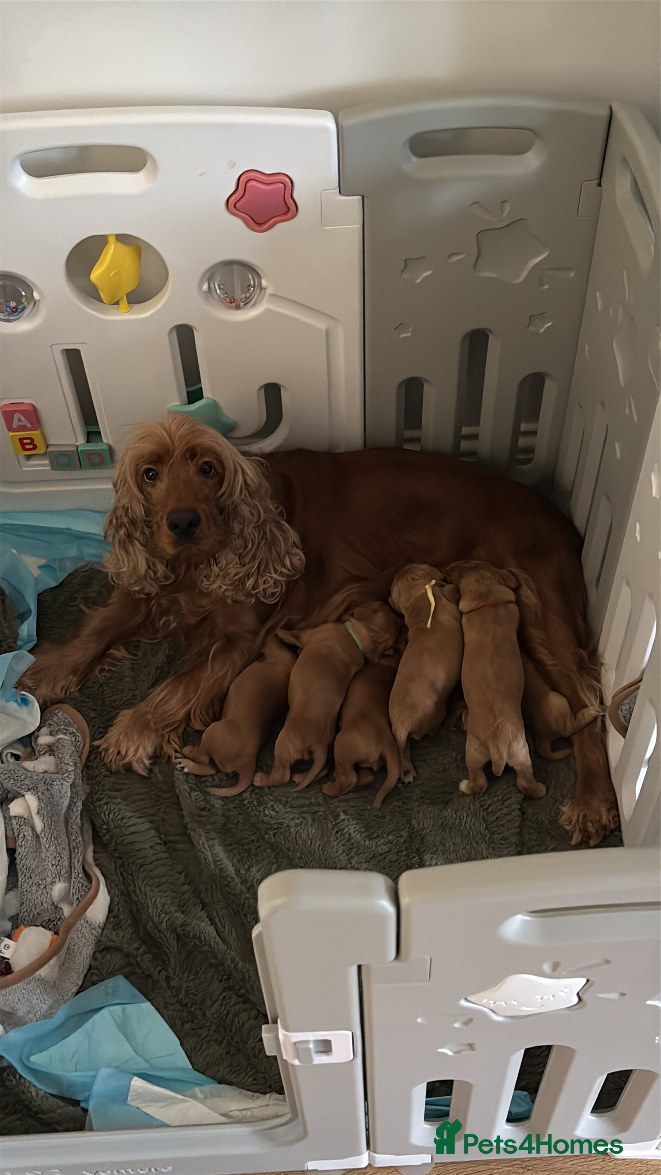 Cocker Spaniel dogs Gorgeous Cocker Spaniel Puppies  - Advert 2