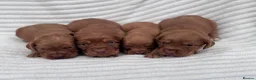 Cocker Spaniel dogs for sale: Litter of 8 Red cocker spaniel puppies - Advert 2
