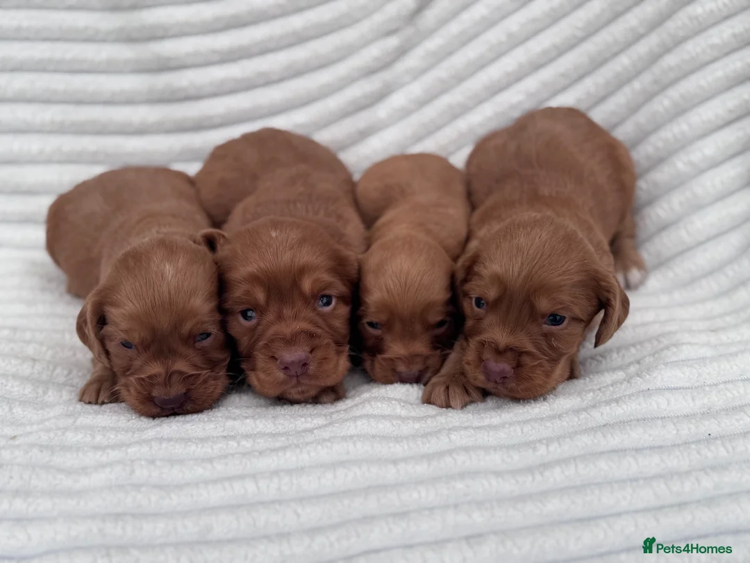 Cocker Spaniel dogs for sale: Litter of 8 Red cocker spaniel puppies - Advert 2