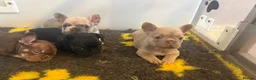French Bulldog dogs for sale: KC French Bulldogs - Advert 9