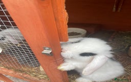 Mini Lop rabbits for sale: 5 mini lop eared Rabbits  - Image 6