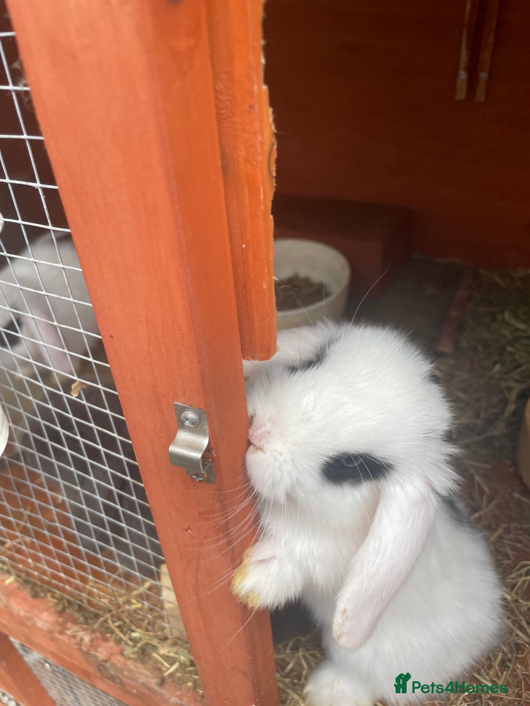 Mini Lop rabbits for sale: 5 mini lop eared Rabbits  - Image 6