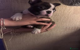 Boston Terrier dogs for sale: Boston Terrier pups  - Image 4
