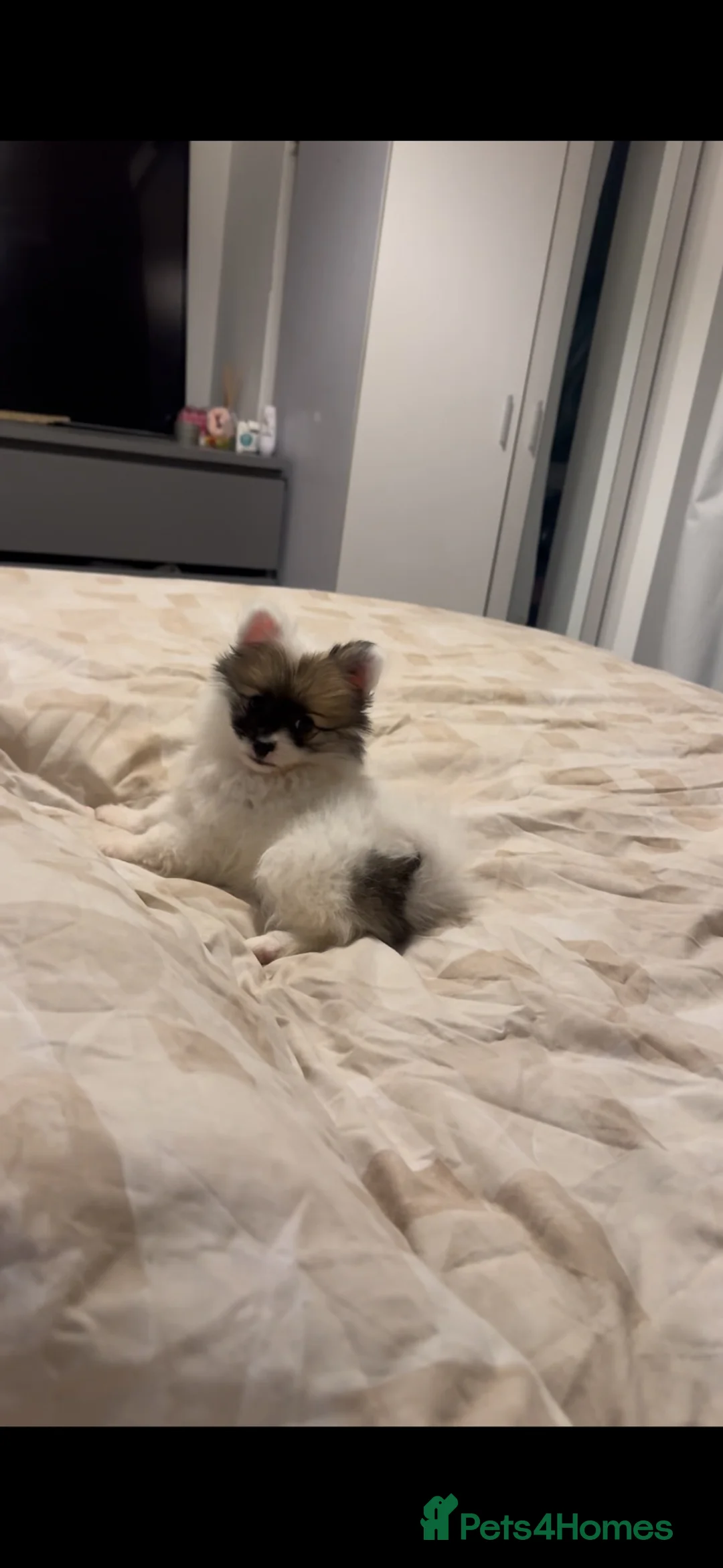 Pomchi dogs for sale: Pomeranian x chihuahua  - Advert 2