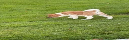 Akita dogs for sale: Last KC American Akita Girl  in Alness - Advert 6