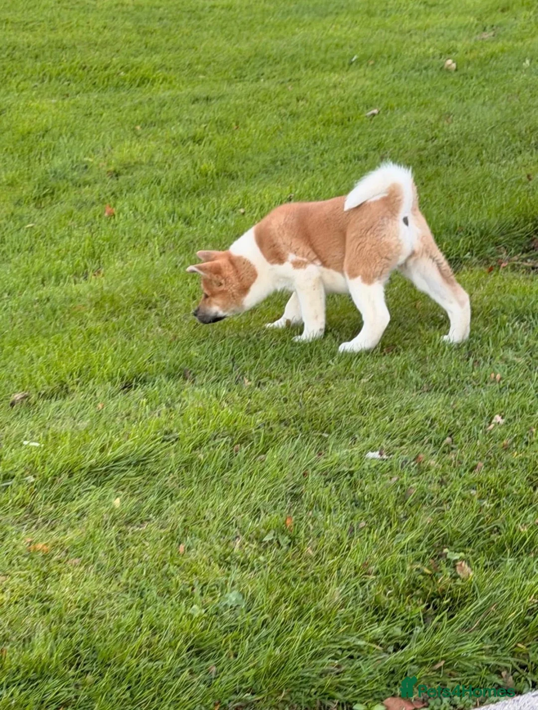 Akita dogs for sale: Last KC American Akita Girl  in Alness - Advert 6