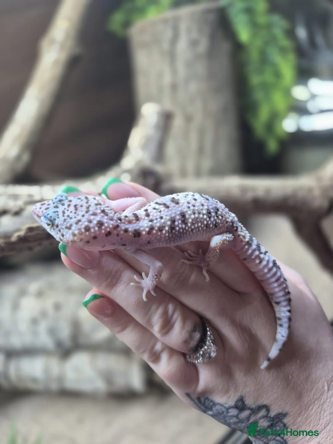 Gecko reptiles for sale: crested geckos, leopard geckos - Advert 17