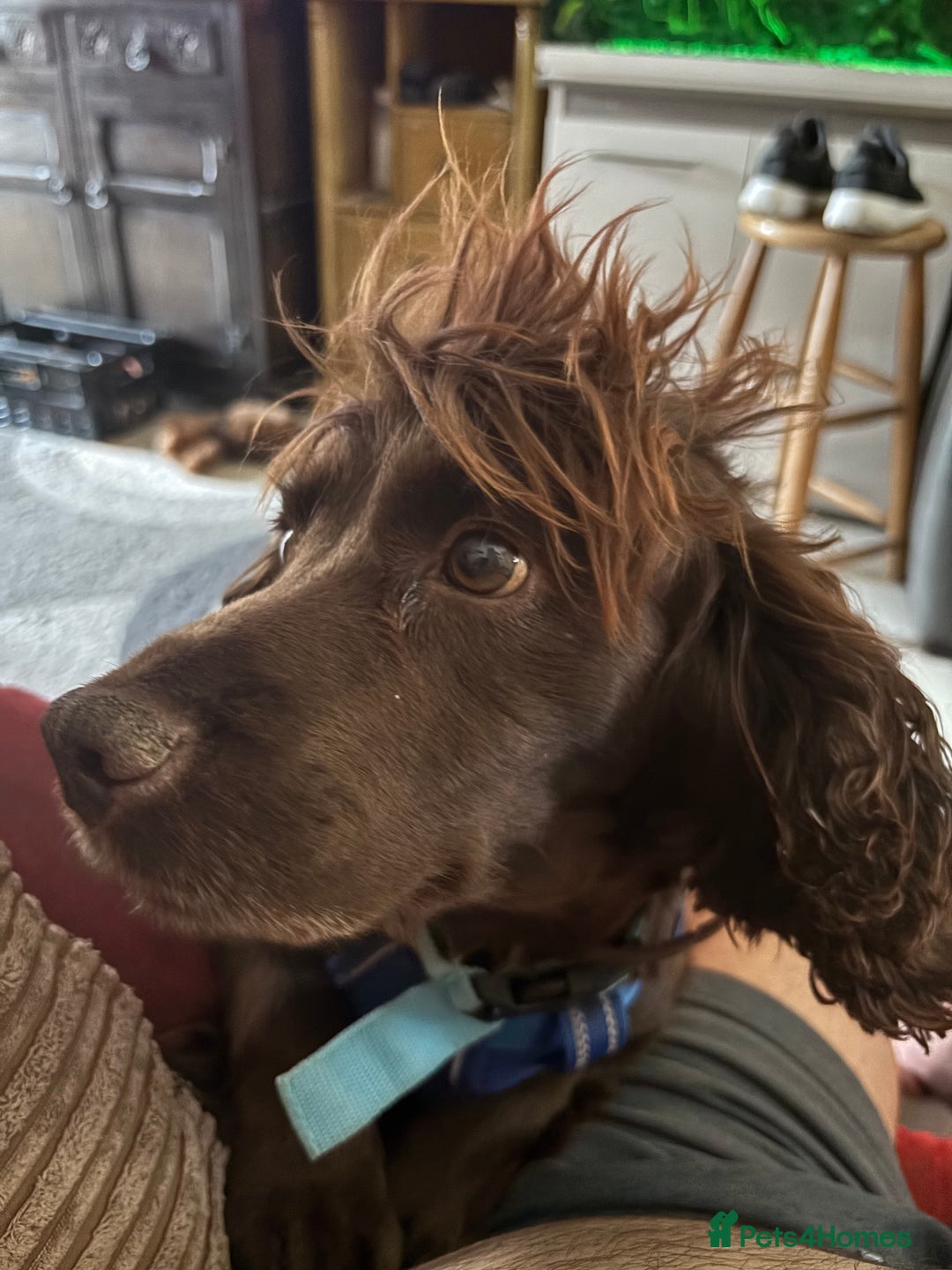 English Springer Spaniel dogs for sale: Springer spaniel - Advert 2