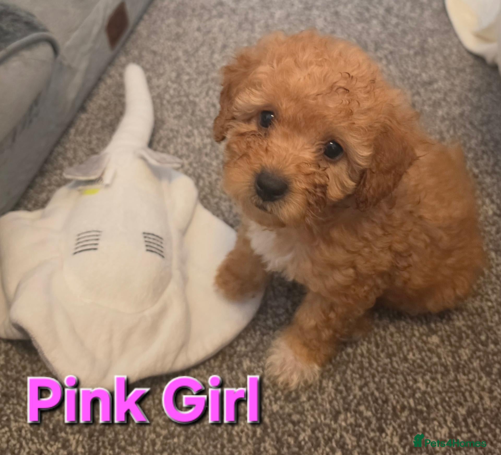 Maltipoo dogs 🐶 3 beautiful maltipoo pups for sale🐶 - Advert 5