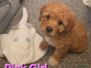 Maltipoo dogs 🐶 3 beautiful maltipoo pups for sale🐶 - Advert 5