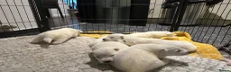 Samoyed dogs for sale:     Adorable Samoyed Puppies Looking for 5★ Homes - Advert 6