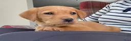Labrador Retriever dogs for sale: 3 dogs available. KC Reg. Health Tested Parents.  - Advert 14