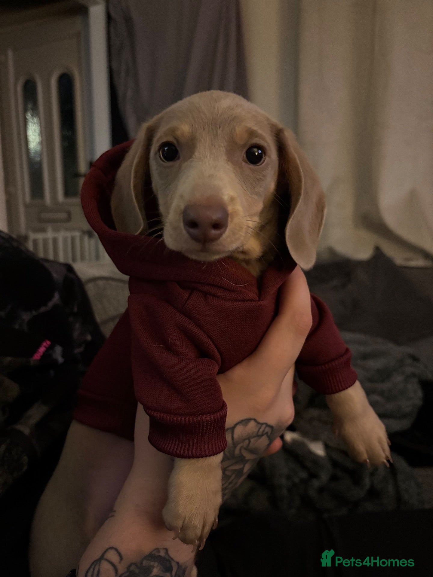 Miniature Dachshund dogs Male miniature dachshund - pup - Advert 3