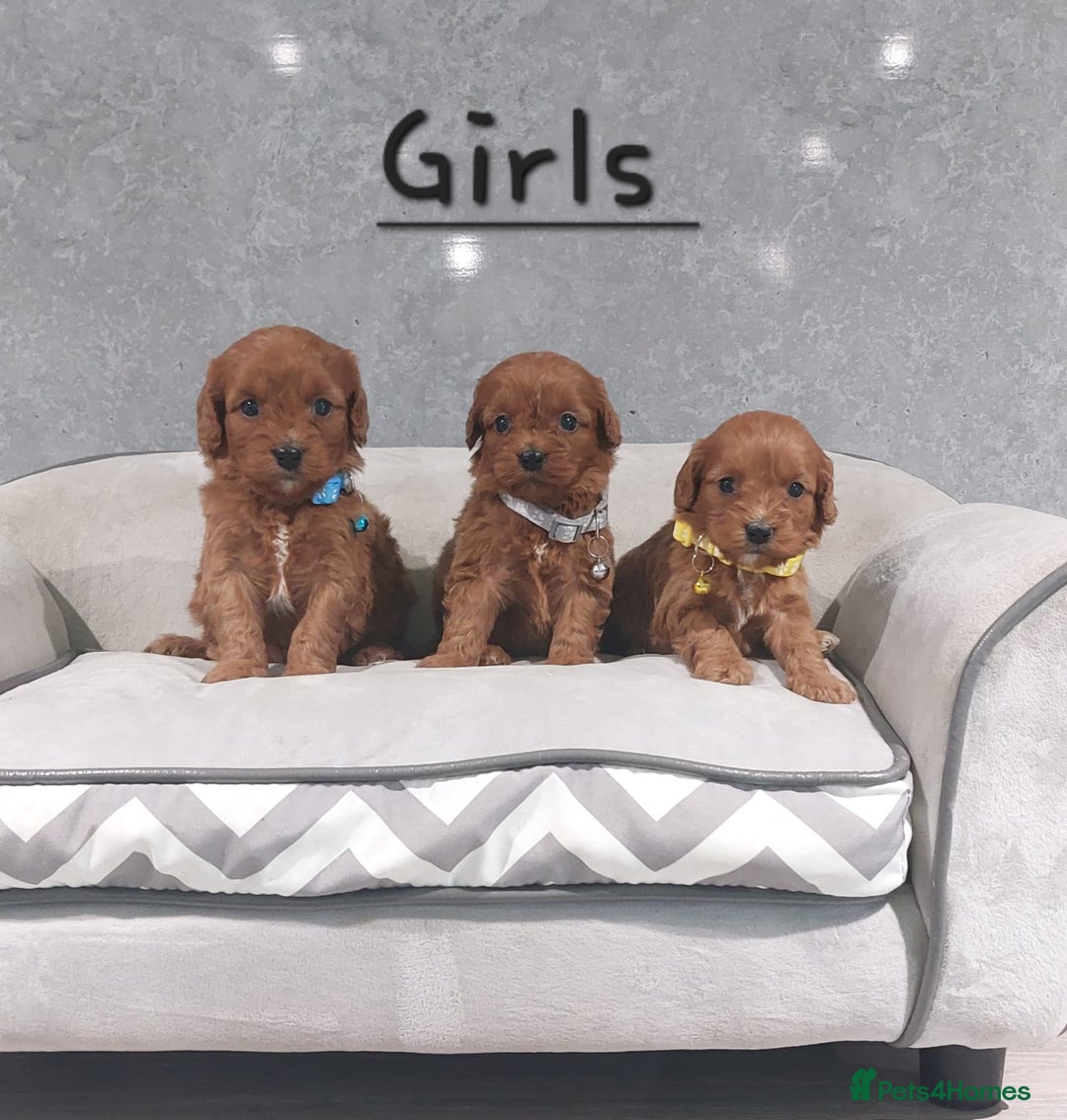 Cavapoo dogs for sale: Beautiful F1 Cavapoo puppies 🥰 - Advert 4